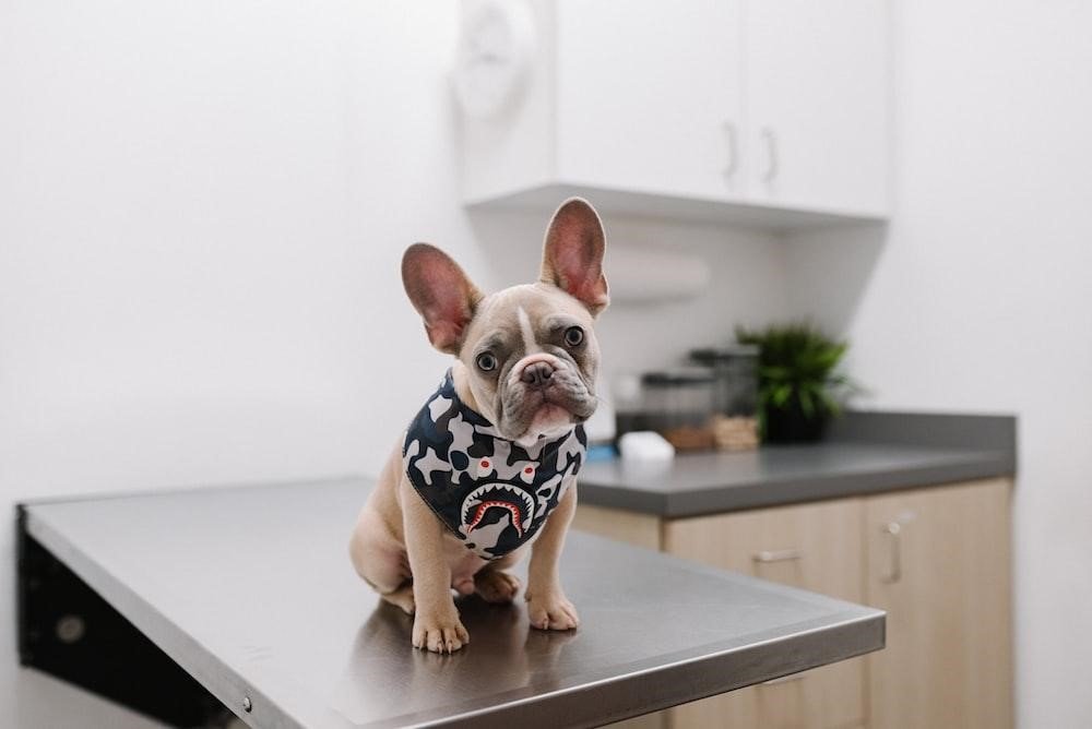 Exploring The Origins And Affectionate Side Of American Bullies 1 Exploring The Origins And Affectionate Side Of American Bullies 1