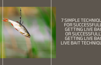 7 Simple Techniques for Successfully Getting Live Bait 