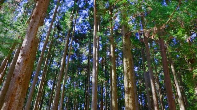 A comprehensive guide: All You Need To Know About Mature Trees 2 A comprehensive guide: All You Need To Know About Mature Trees 1