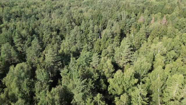 A comprehensive guide: All You Need To Know About Mature Trees 3 A comprehensive guide: All You Need To Know About Mature Trees 2