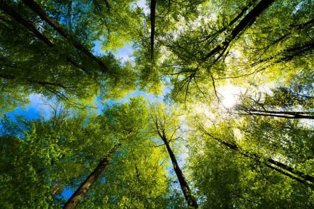 A comprehensive guide: All You Need To Know About Mature Trees 1 Mature Trees