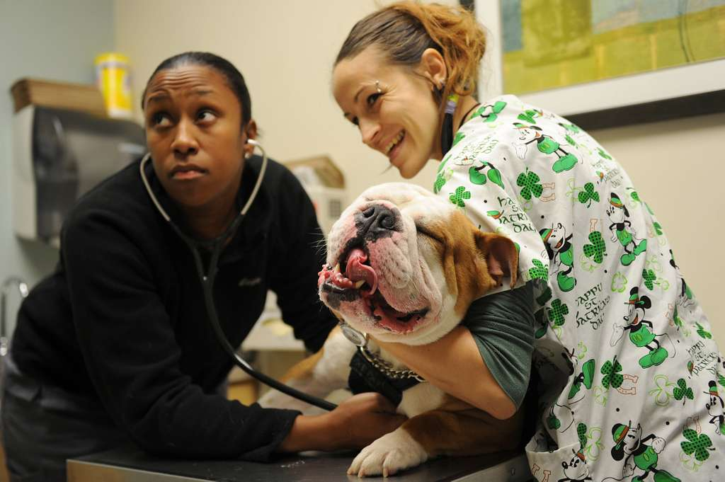 Knowing When Your Veterinary Practice Needs a Veterinar...