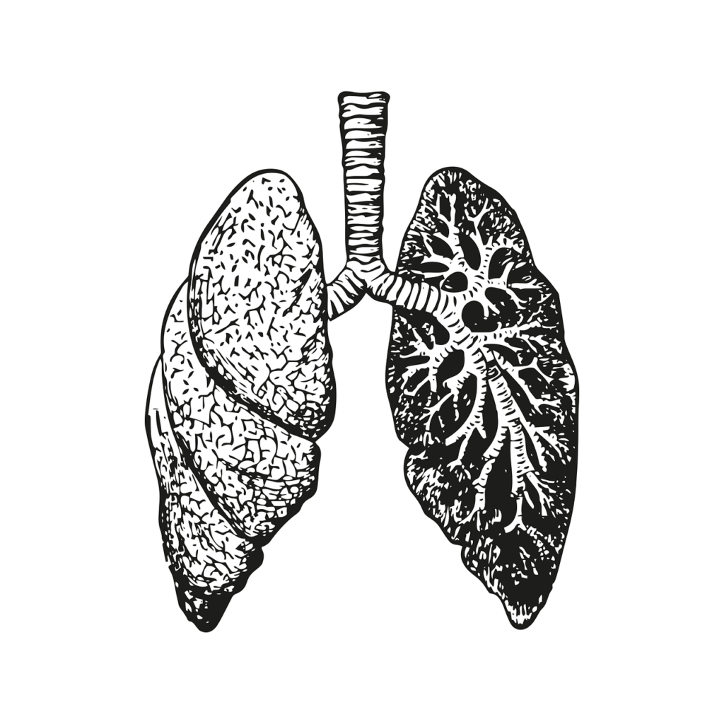 Optimizing Respiratory Health: Top Free Tips for Healthy Lungs 1 health